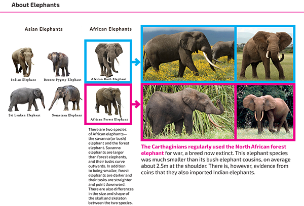 Pictures of different elephants with notes about them